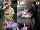 Trung Quốc Đang Lũ Lụt Lớn Tại Phía Nam, Giá Thịt Lợn Tăng có dấu hiệu tăng